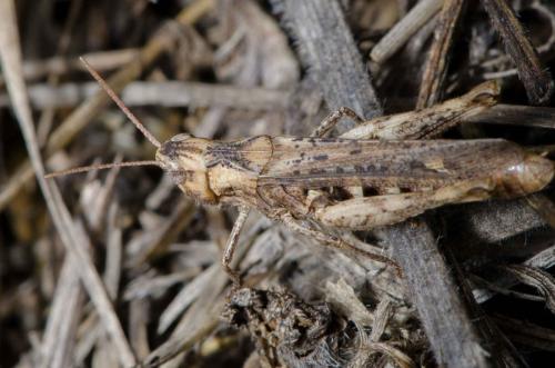 Chorthippus sp.
